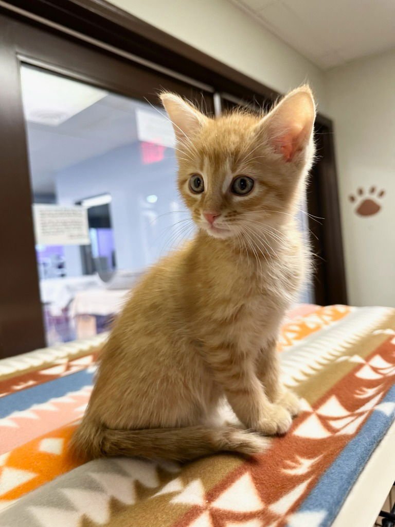 POOH - Domestic Short Hair available for adoption