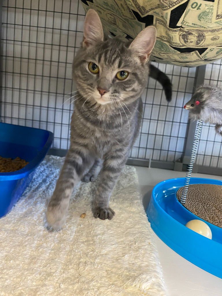 SAMMY - Domestic Short Hair available for adoption