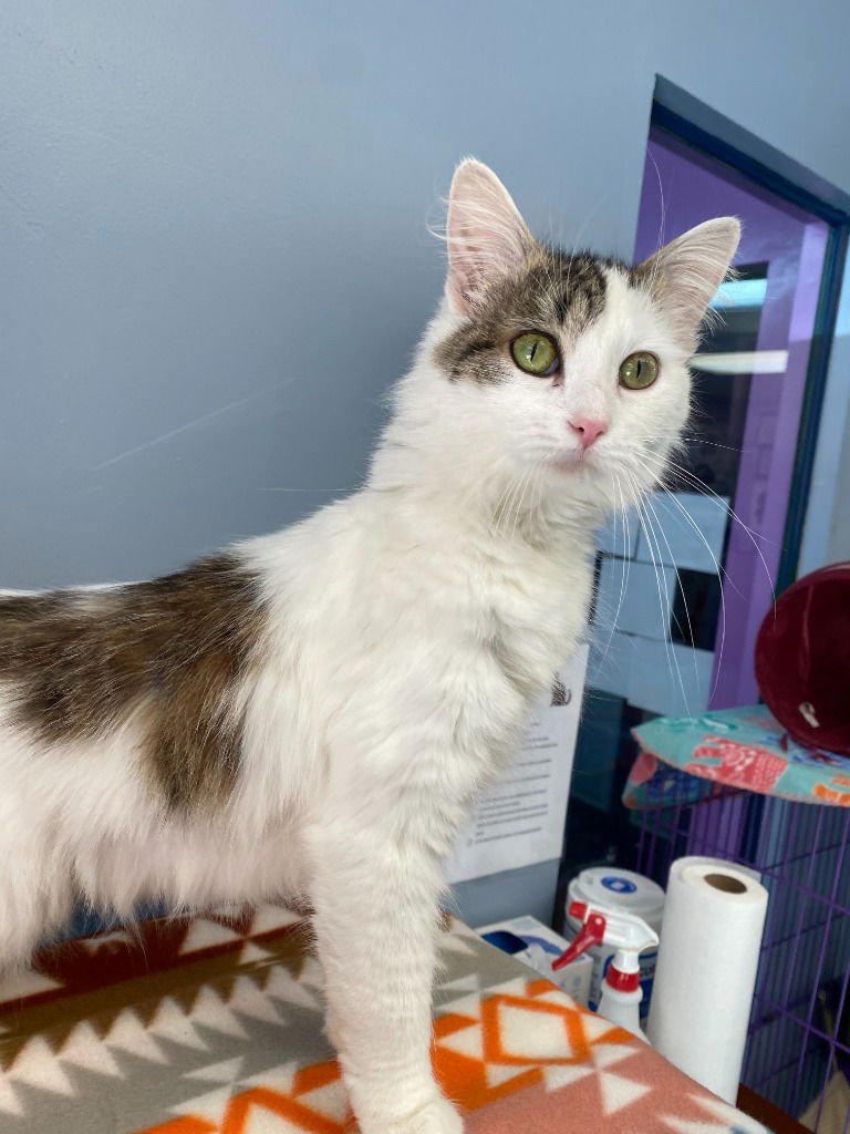 FAT CAT - Domestic Medium Hair available for adoption