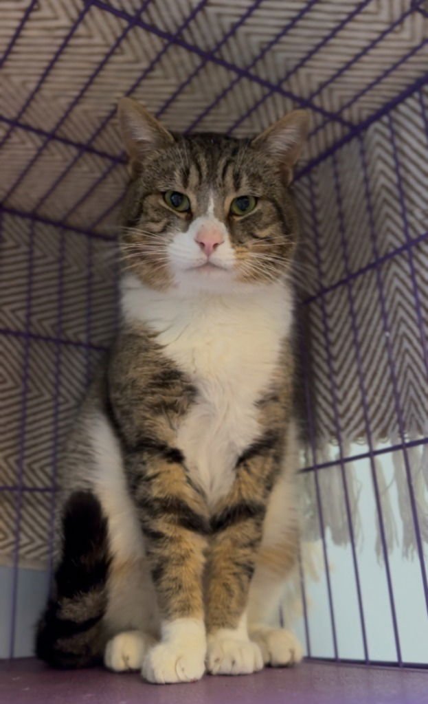 TONKA - Tabby available for adoption