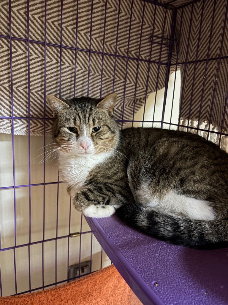 TONKA - Tabby available for adoption