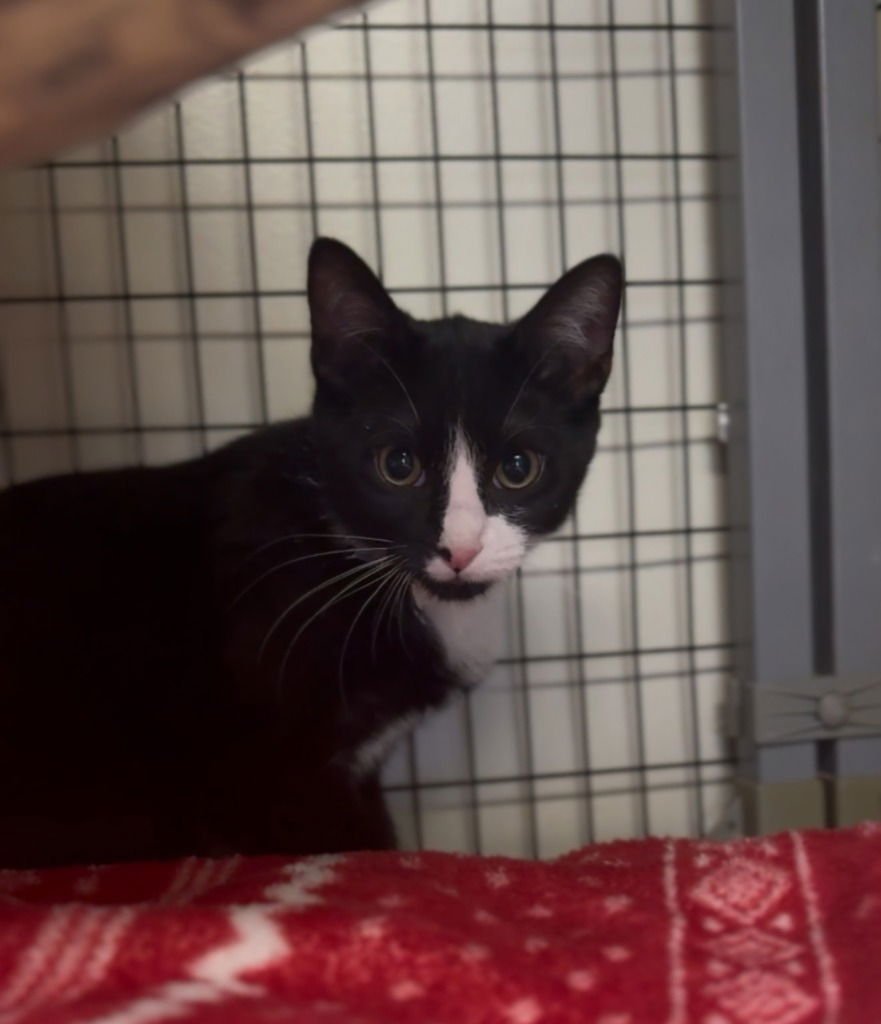 PIP - Domestic Short Hair available for adoption