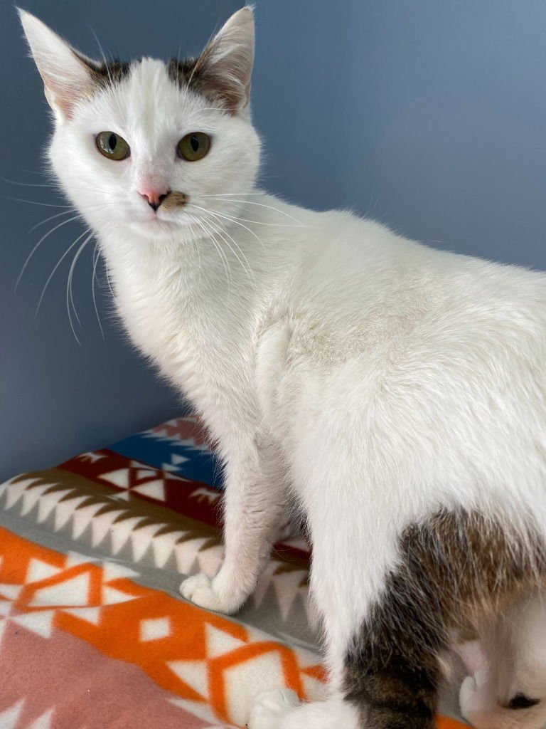 CLOVER - Domestic Short Hair available for adoption