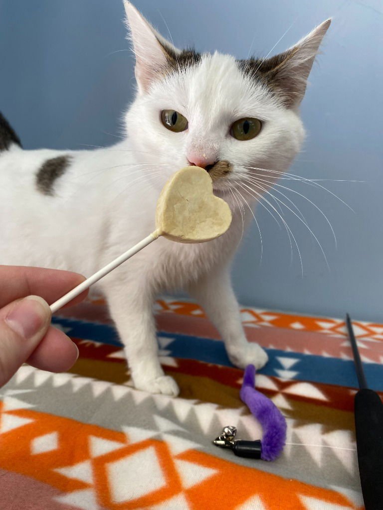 CLOVER - Domestic Short Hair available for adoption