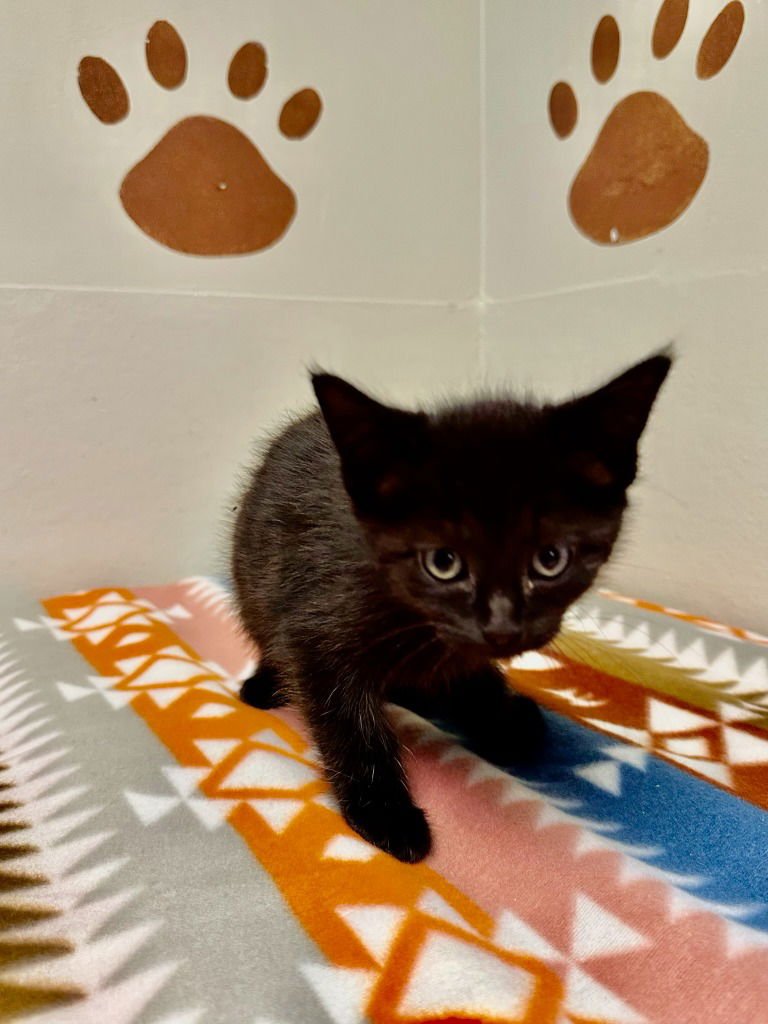 KANGA - Domestic Short Hair available for adoption