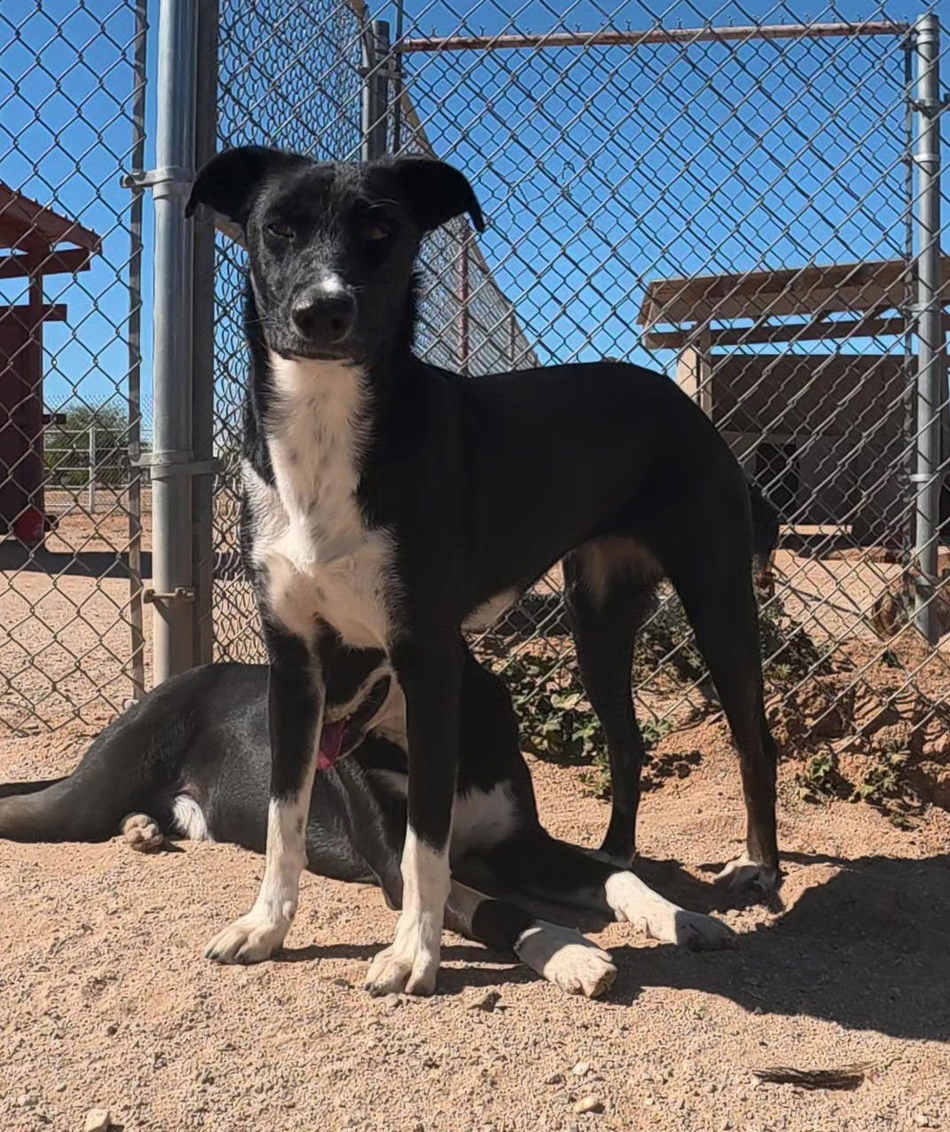 SHERI - Border Collie available for adoption