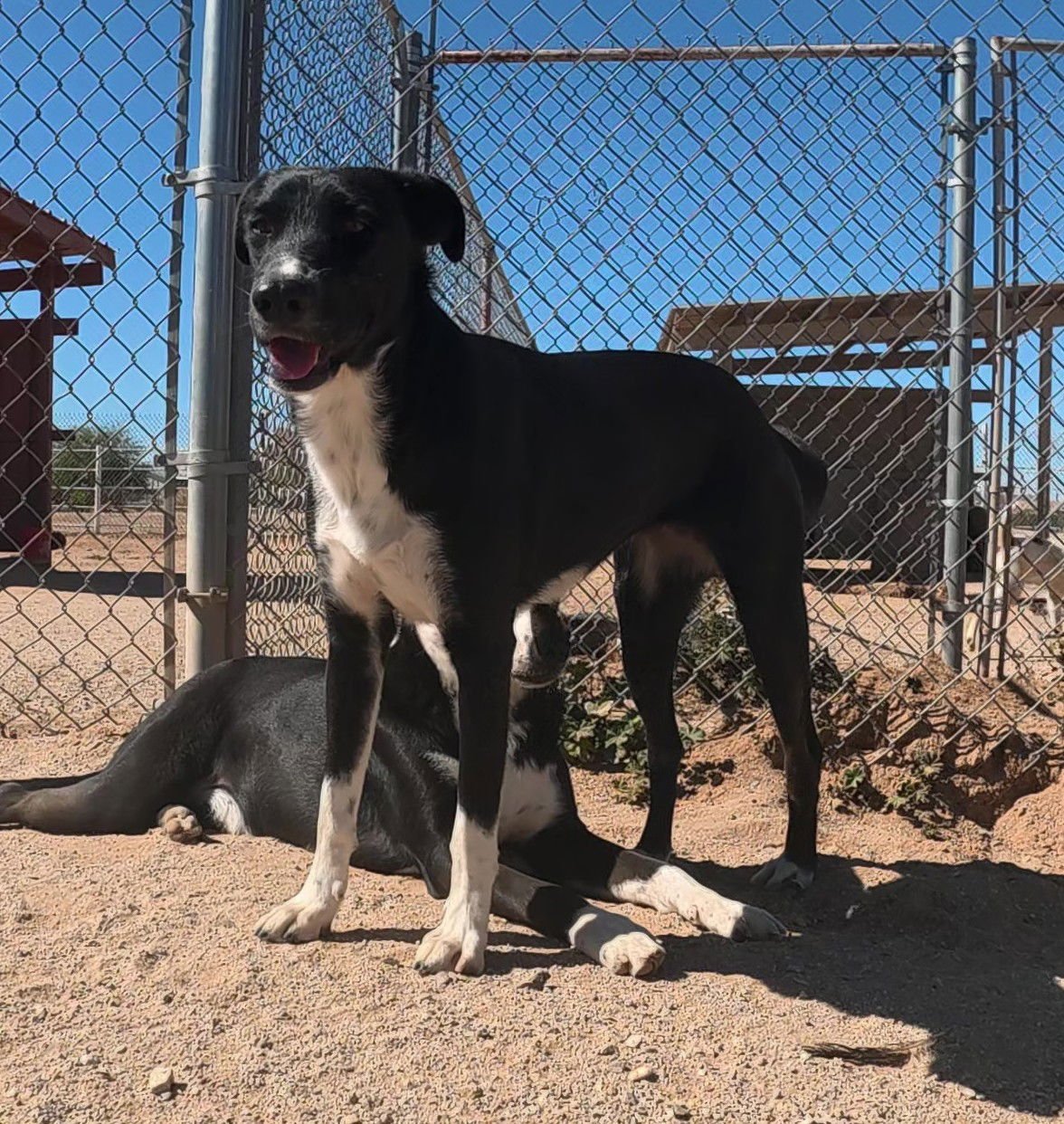 SHERI - Border Collie available for adoption