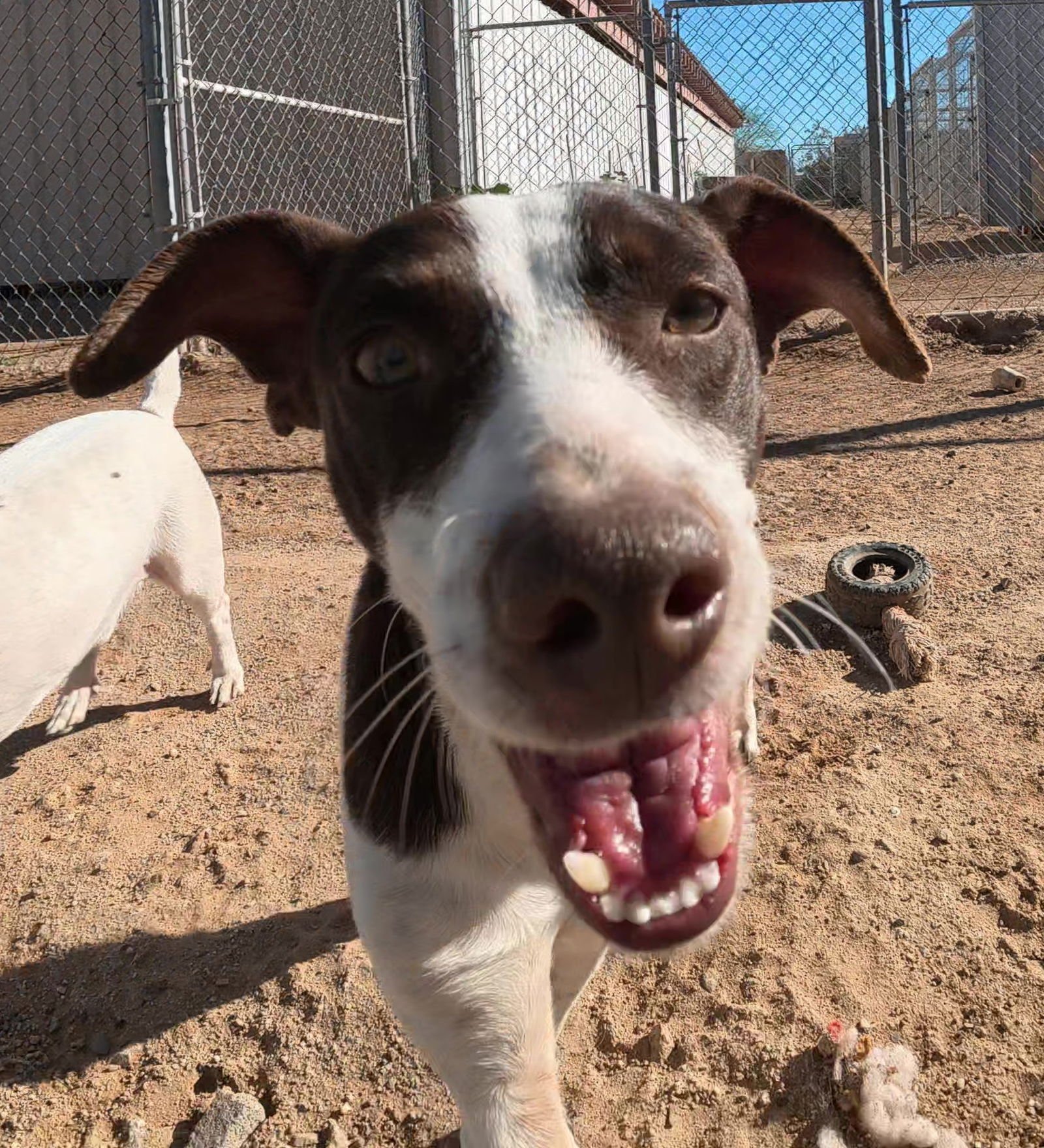 DEANNA - Jack Russell Terrier / German Shorthaired Pointer available for adoption