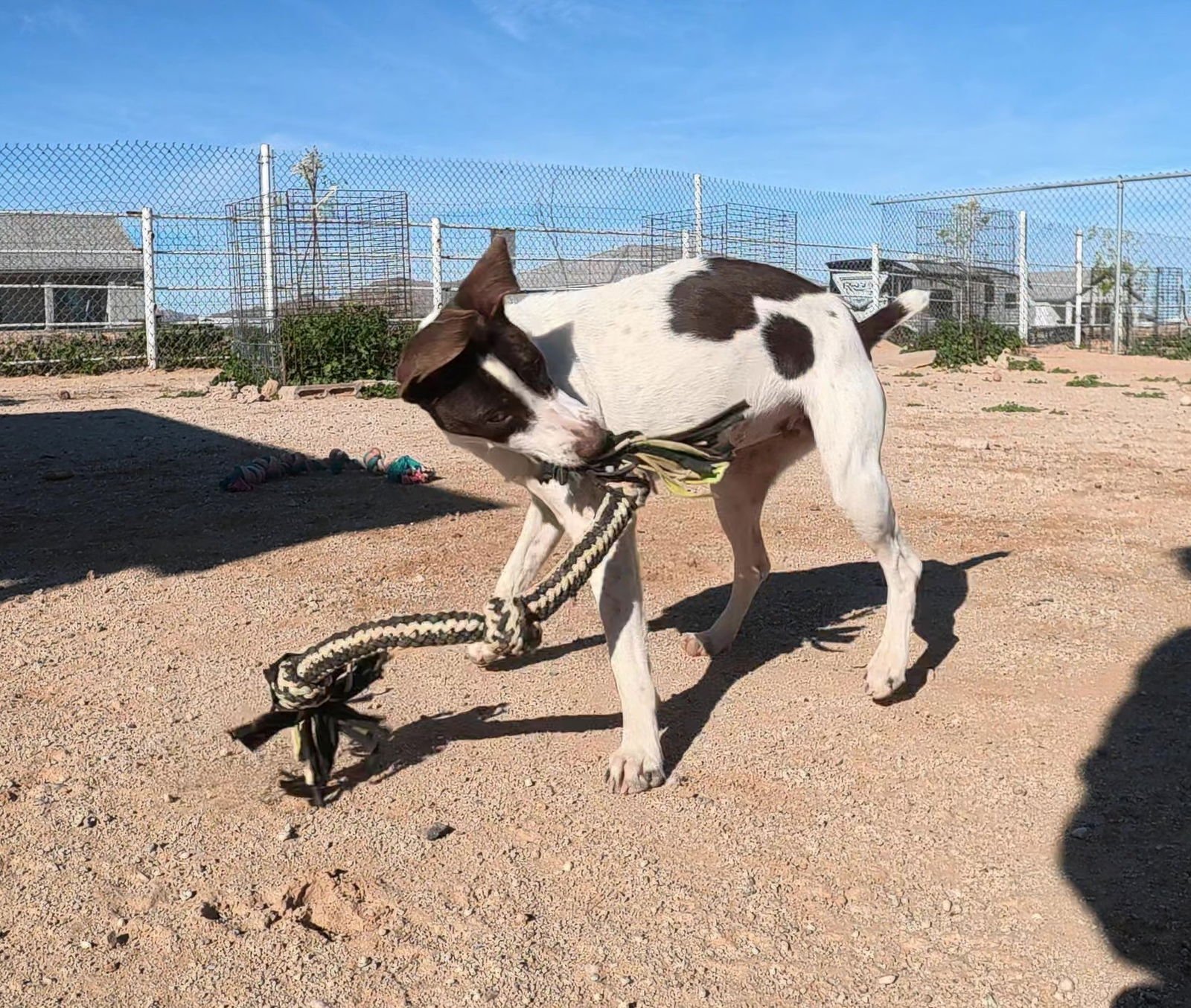 DEANNA - Jack Russell Terrier / German Shorthaired Pointer available for adoption