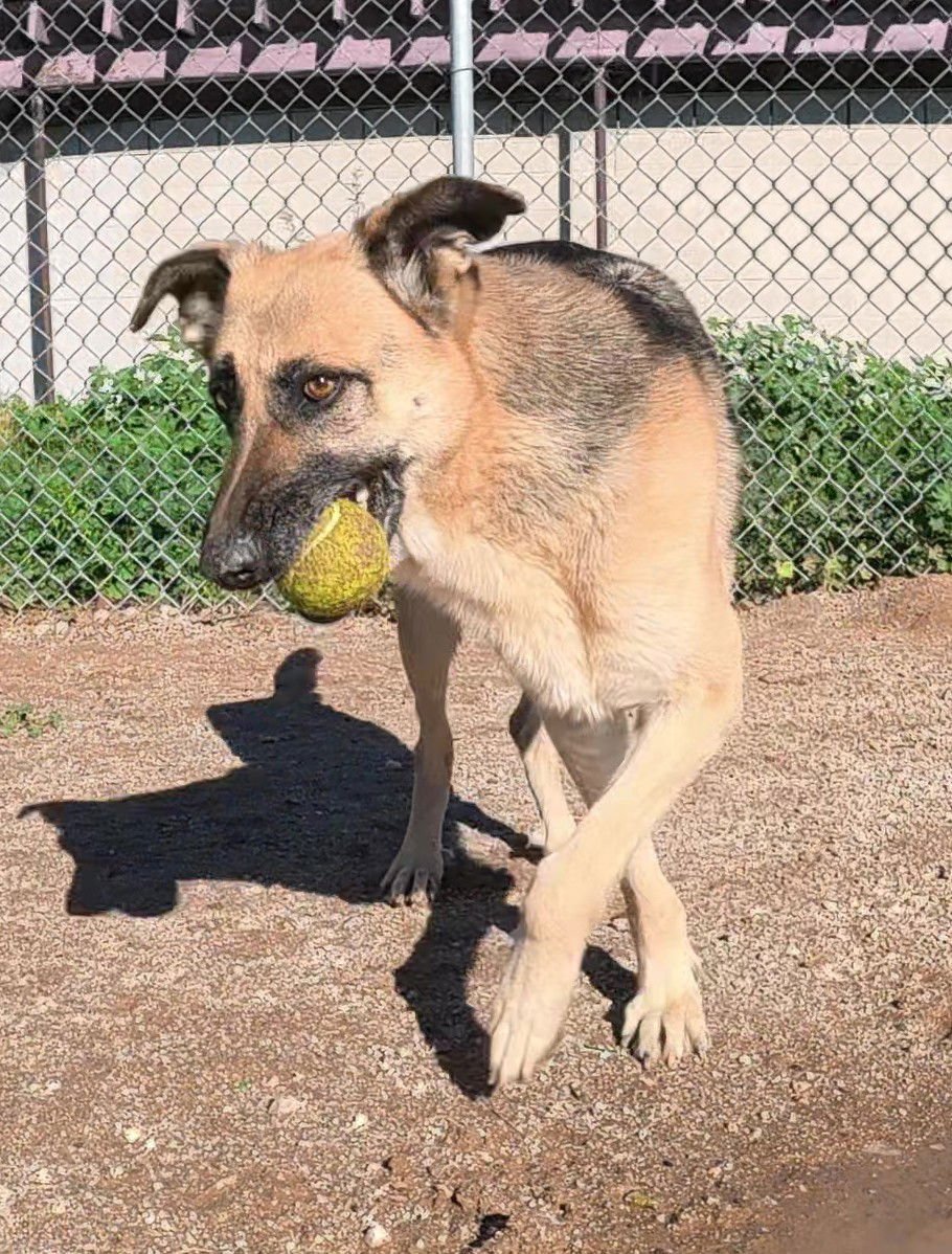 STELLA - German Shepherd Dog available for adoption
