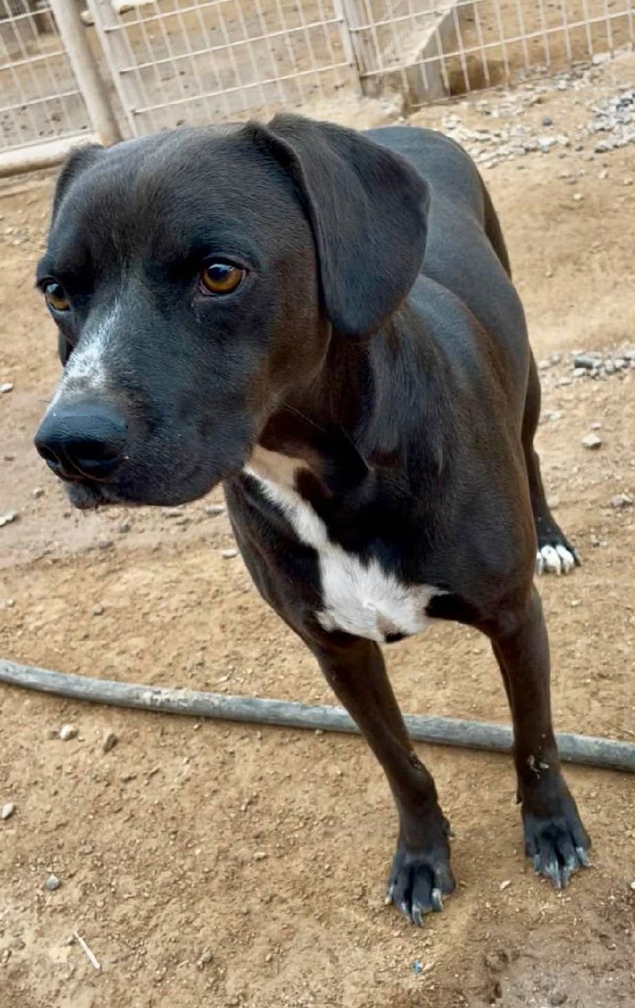 HARLEY AKA CHICKEN - Labrador Retriever available for adoption