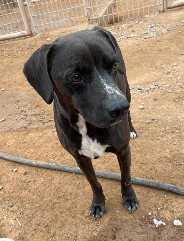 HARLEY AKA CHICKEN - Labrador Retriever available for adoption