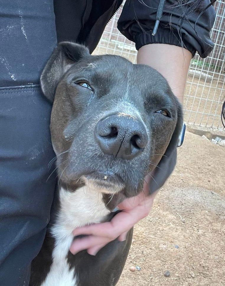 Harley aka Chicken - Photo 11