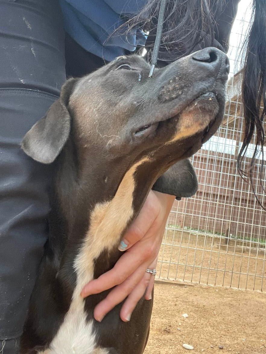 Harley aka Chicken - Photo 12