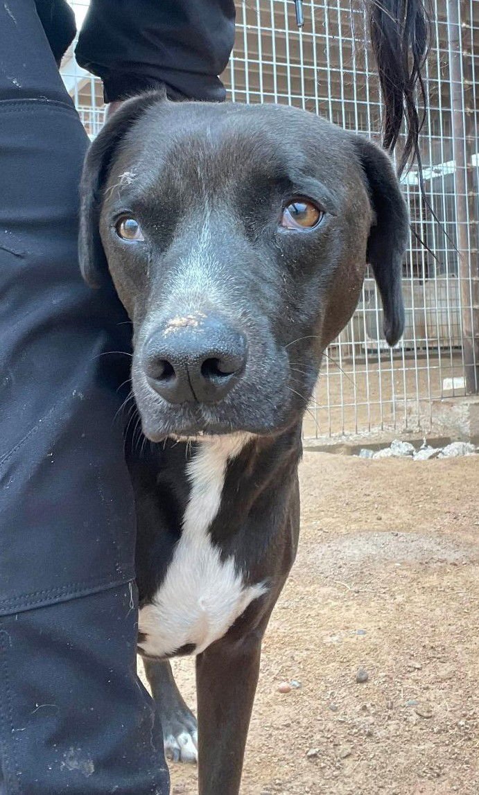 Harley aka Chicken - Photo 13