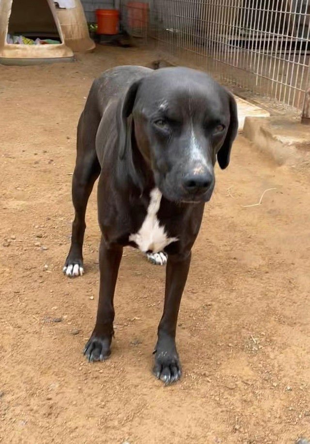 Harley aka Chicken - Photo 14