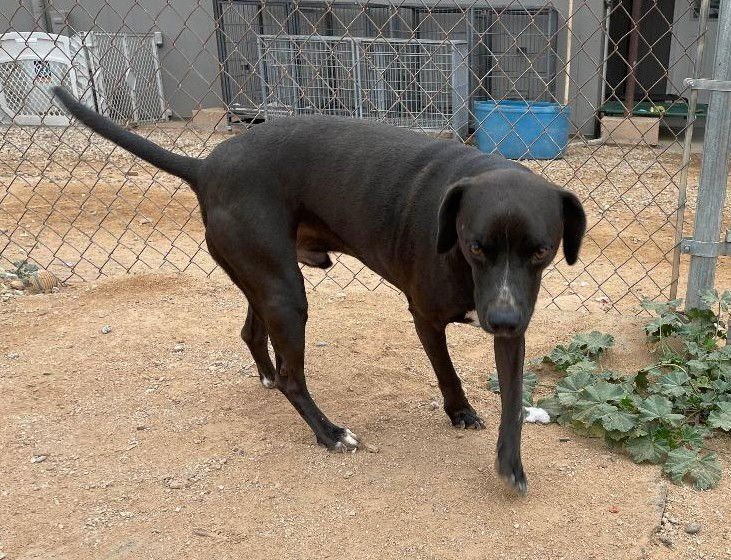 Harley aka Chicken - Photo 3