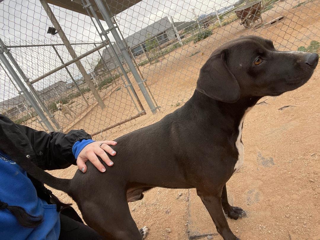 Harley aka Chicken - Photo 4