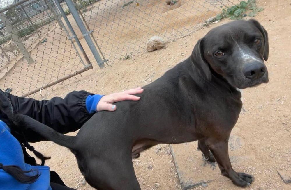 Harley aka Chicken - Photo 5