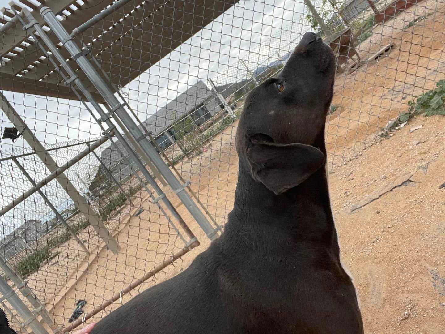 Harley aka Chicken - Photo 6