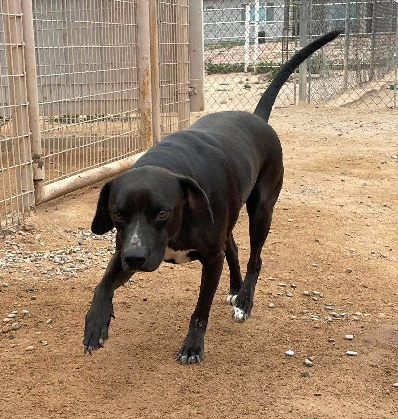 Harley aka Chicken - Photo 7