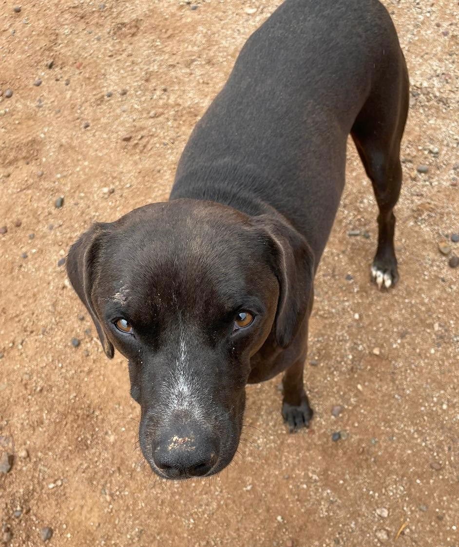 Harley aka Chicken - Photo 8