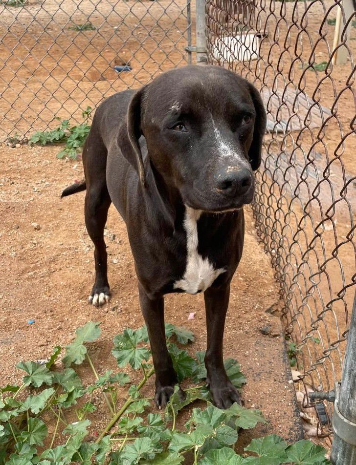 Harley aka Chicken - Photo 9