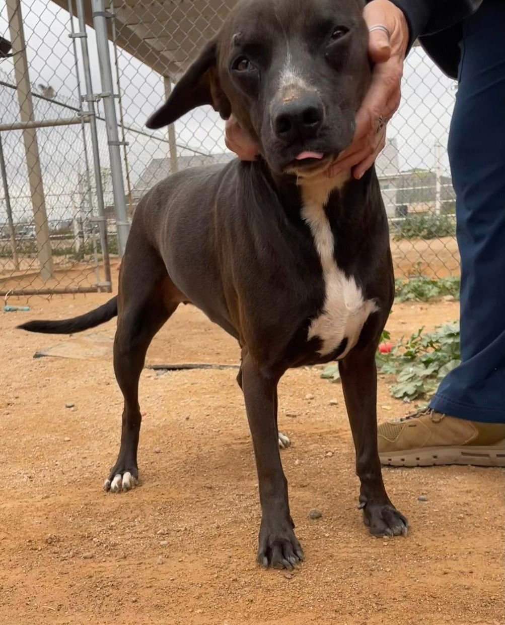 Harley aka Chicken - Photo 10