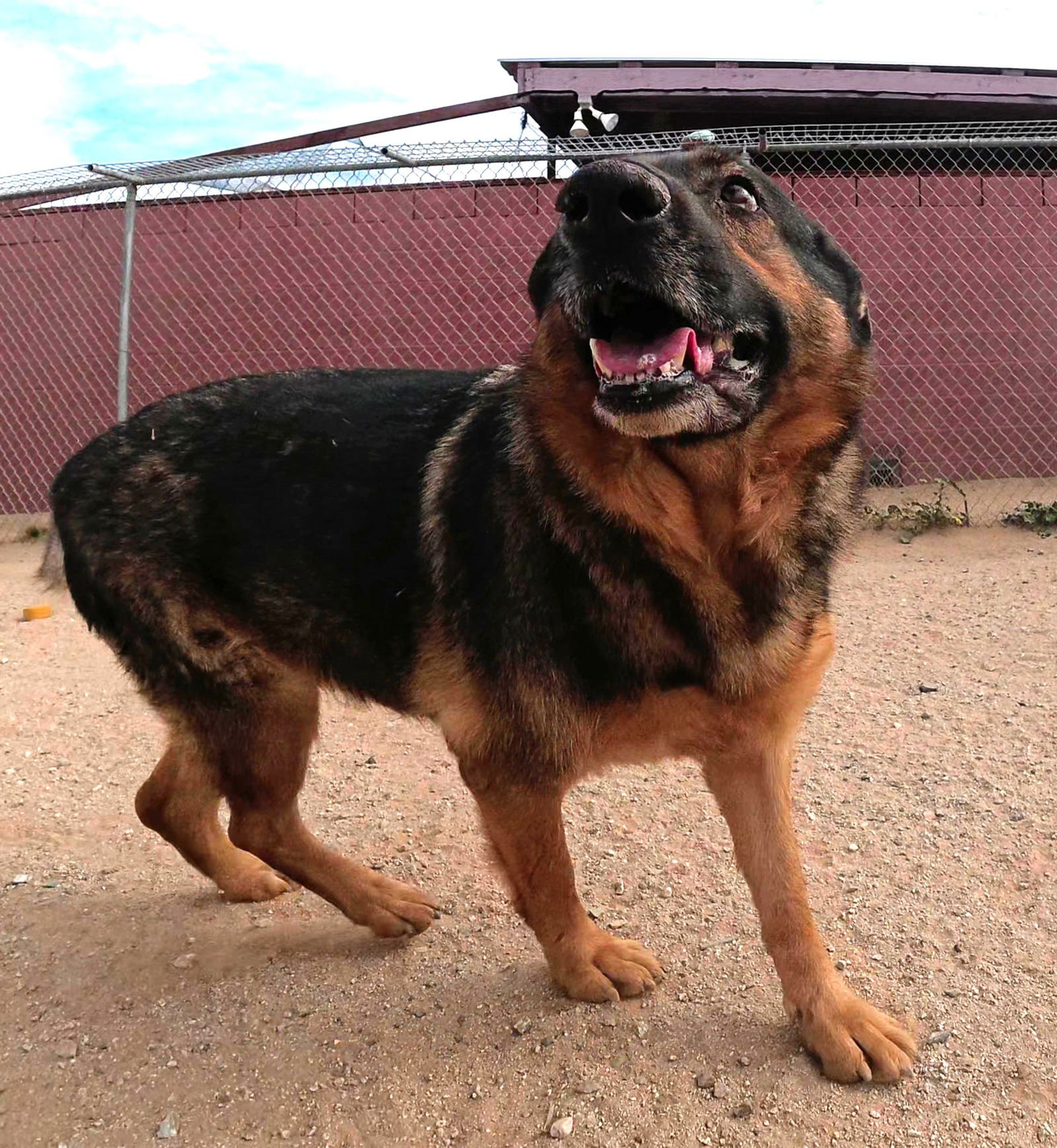 ABBY - German Shepherd Dog available for adoption