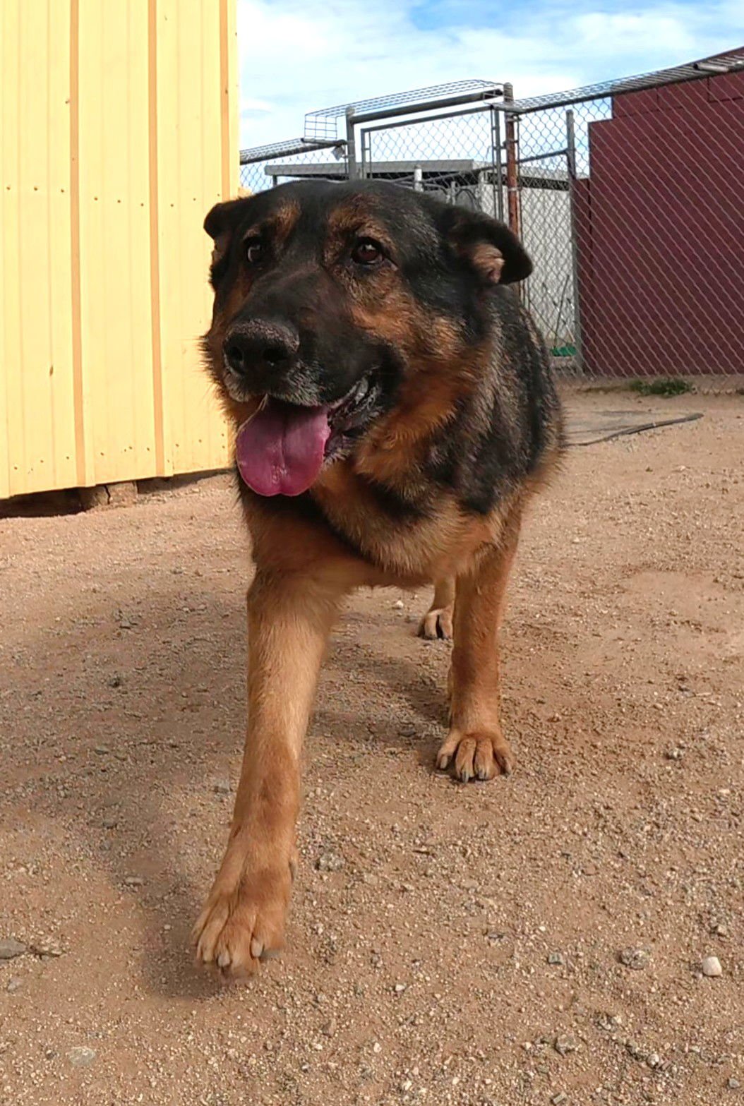 ABBY - German Shepherd Dog available for adoption
