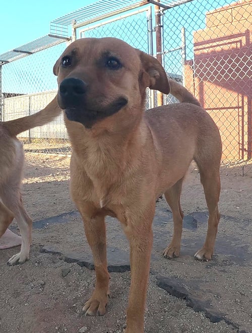 HAZEL - Unknown available for adoption