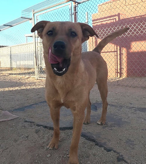 HAZEL - Unknown available for adoption
