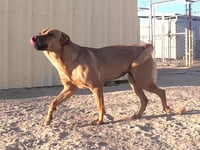 Hazel - Photo 19