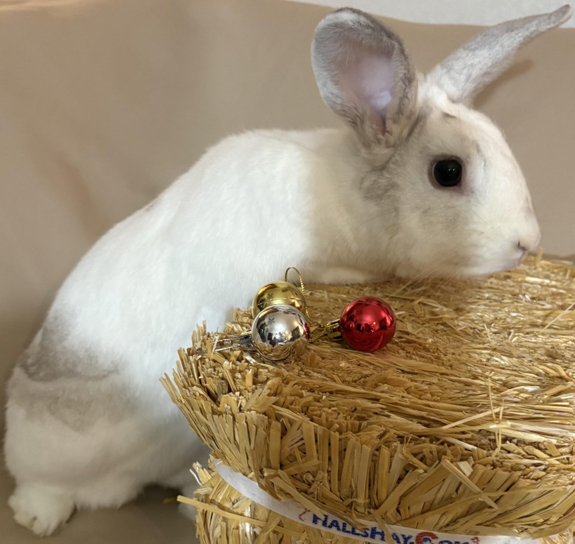 WILLOW - Creme D'Argent available for adoption