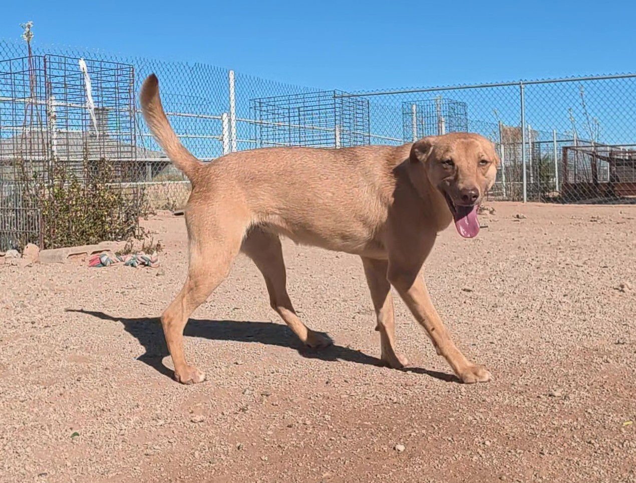SHIRLEY - Jack Russell Terrier / Shiba Inu available for adoption