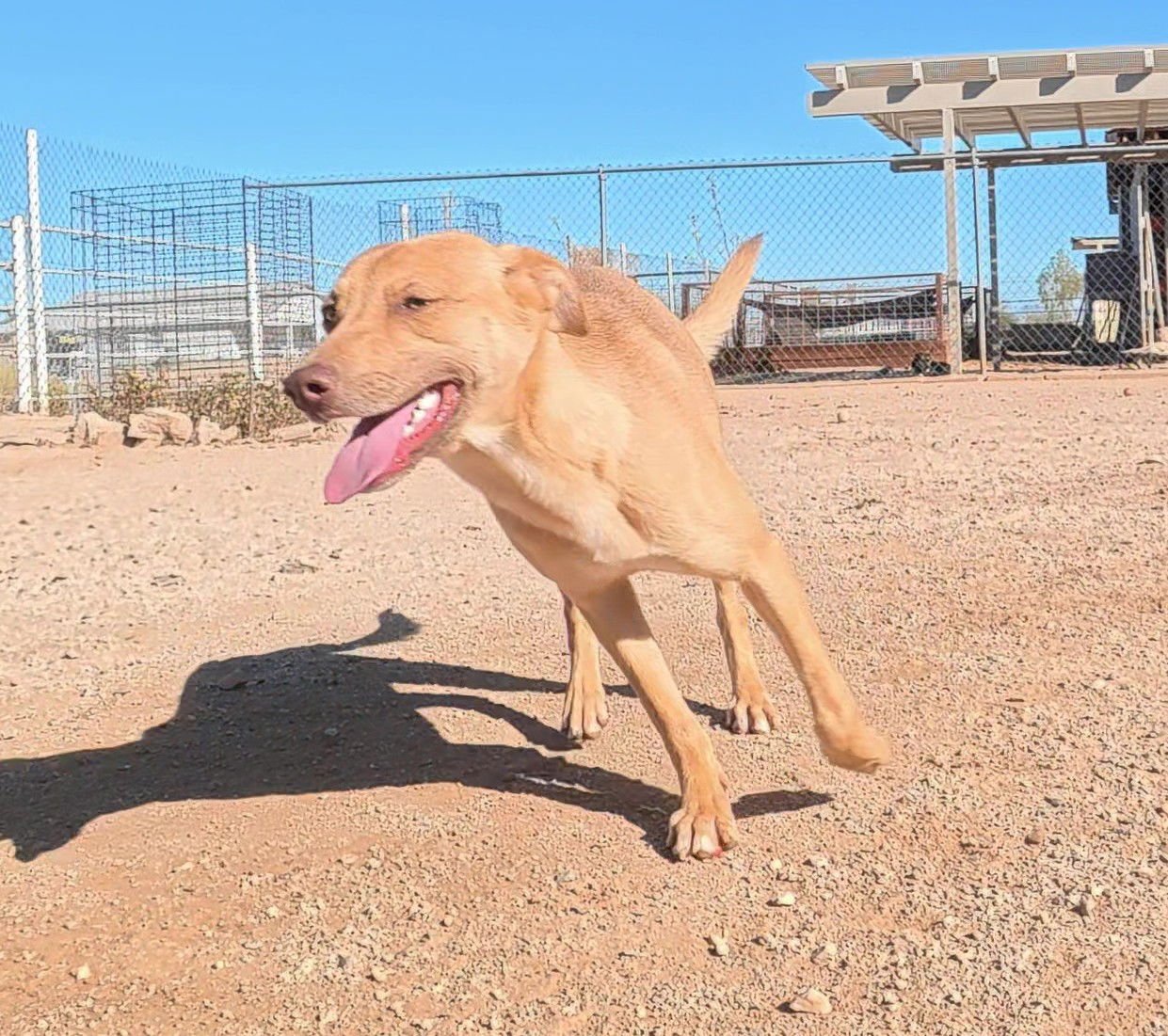 SHIRLEY - Jack Russell Terrier / Shiba Inu available for adoption
