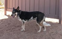 Charlie - Photo 2
