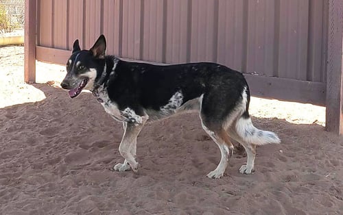 CHARLIE - Australian Cattle Dog/Blue Heeler available for adoption