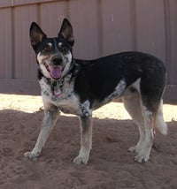 Charlie - Photo 11