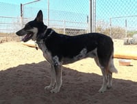Charlie - Photo 12