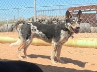 Charlie - Photo 14