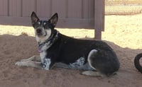 Charlie - Photo 18