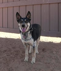 Charlie - Photo 5