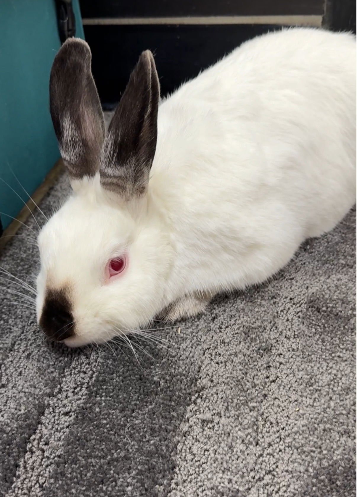 TIMOTHY - Californian available for adoption