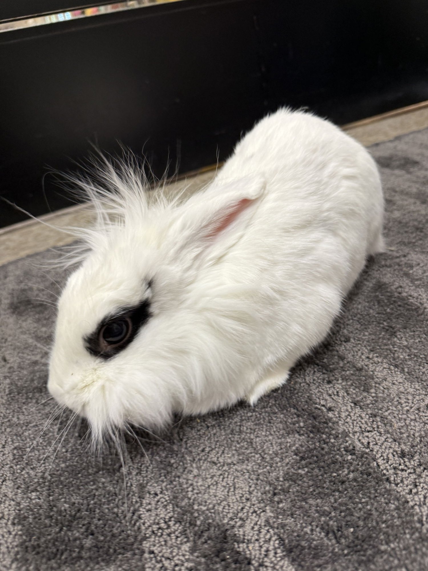 DOTTY - Lionhead available for adoption
