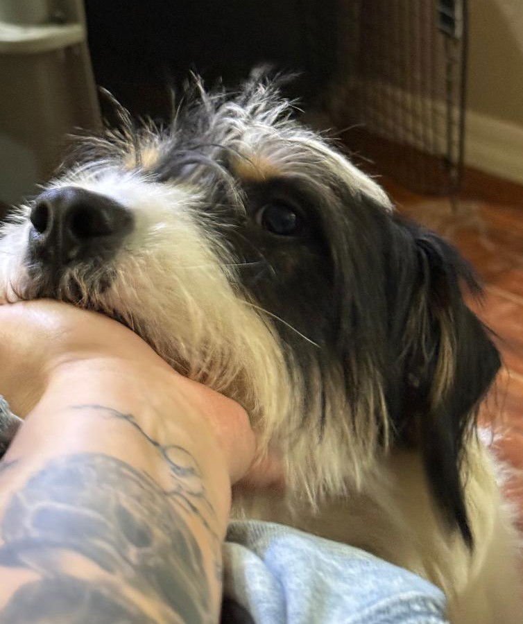 TRINITY - Terrier available for adoption