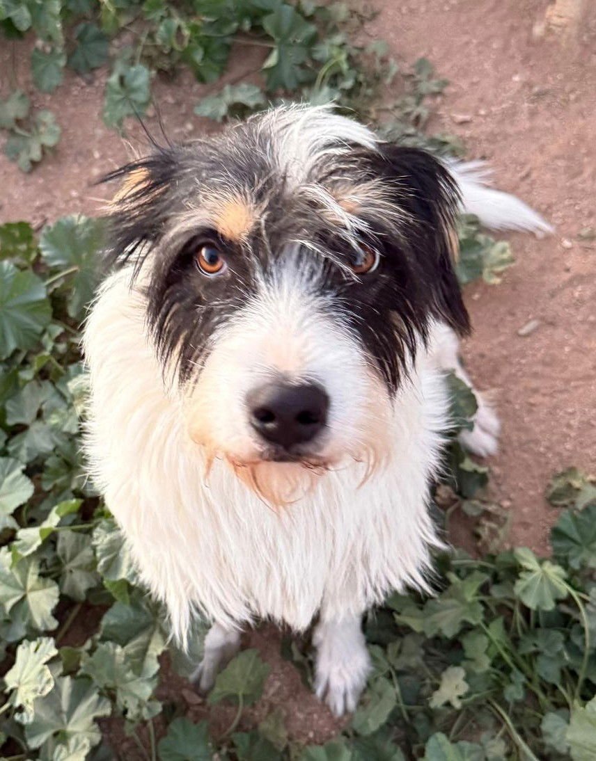 TRINITY - Terrier available for adoption