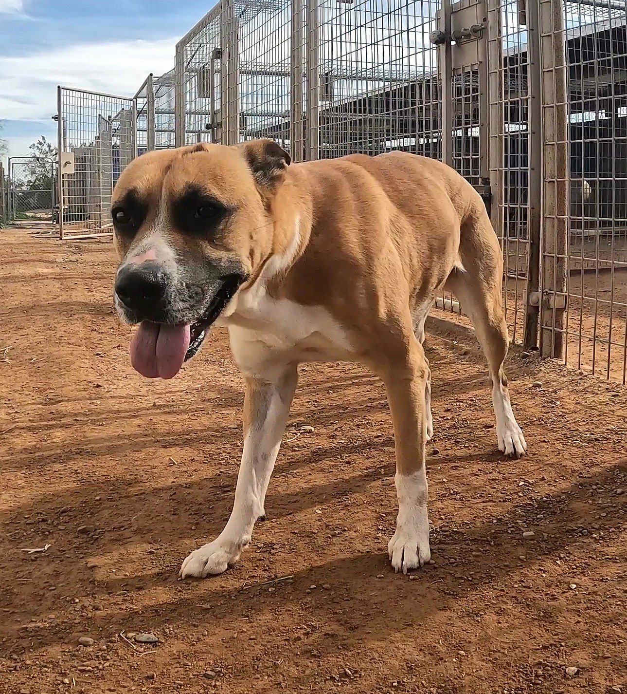 LAFONDA - Boxer available for adoption