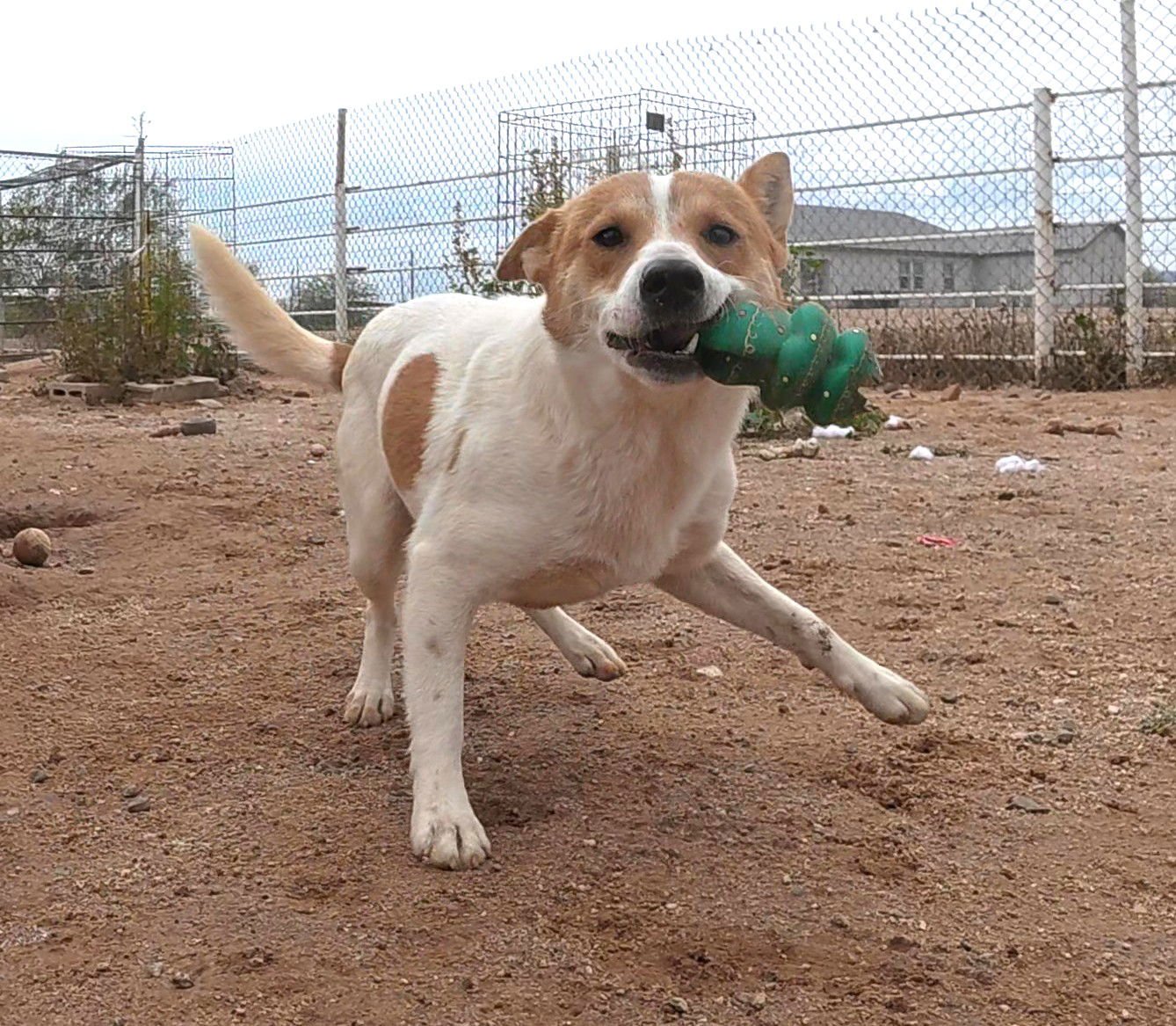 JAGER - Shiba Inu / Jack Russell Terrier available for adoption