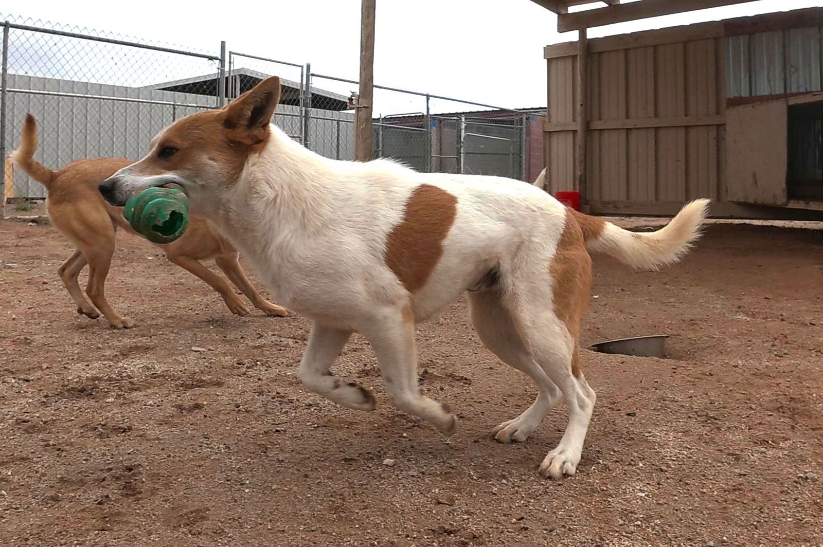 JAGER - Shiba Inu / Jack Russell Terrier available for adoption
